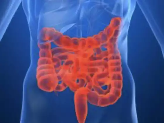 Salud Digestiva Y Intestinal