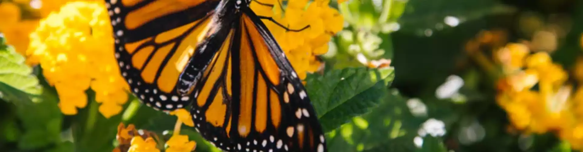 Breathwork for Creativity and Manifestation - Online Class by Kristine Ovsepian M.A., C.Ht 