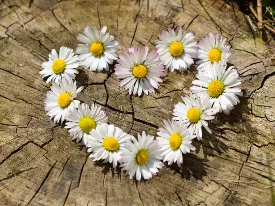 Practices for Healing Your Heart