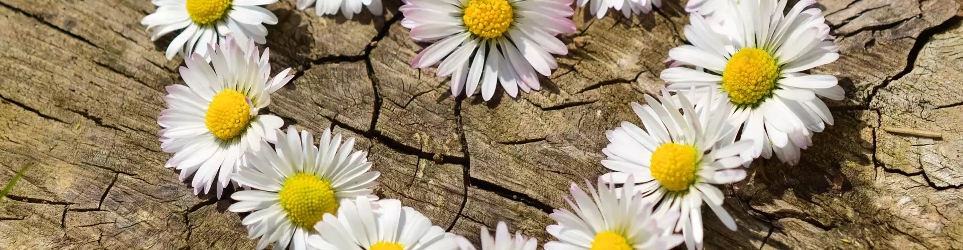 Practices for Healing Your Heart - Online Class by Jessica   Briggs