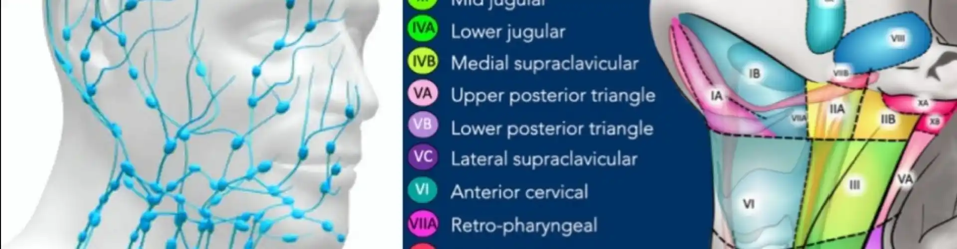 Thoát lưu bạch huyết bằng tay ở đầu và cổ