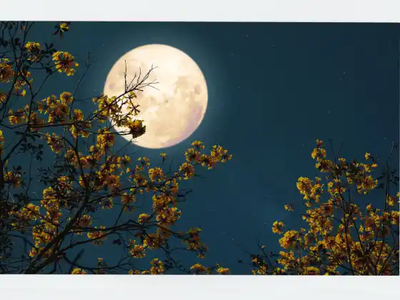 The Art of Ceremony: Full Moon Activation