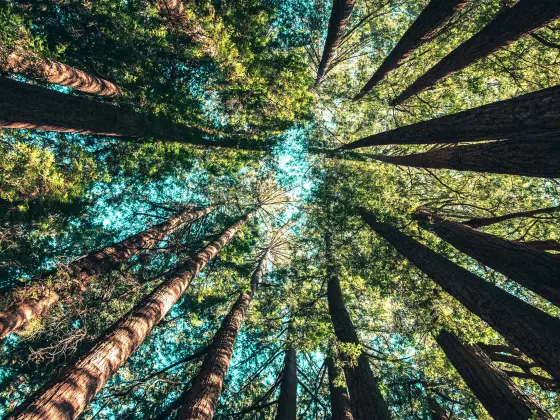 El abrazo de Gaia - Sanación energética