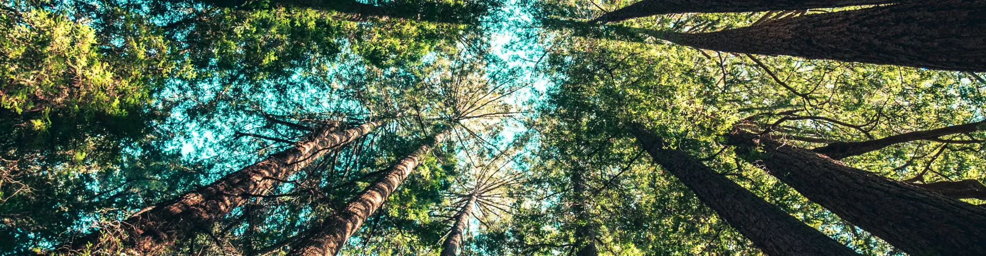 Abraço de Gaia - Cura Energética - Online Class by Ismene Manakas