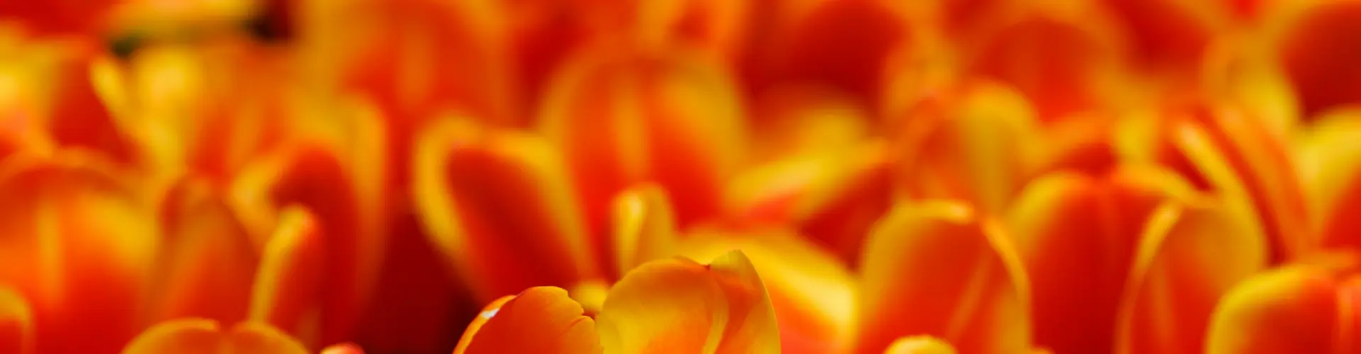 Sanación a distancia para la desintoxicación de los chakras raíz, sacro y plexo solar - Online Class by Jamie Butler