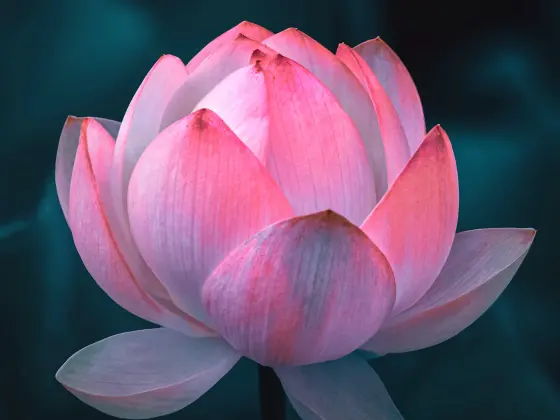 灵气大师周末